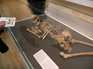  squelette humain, British Museum